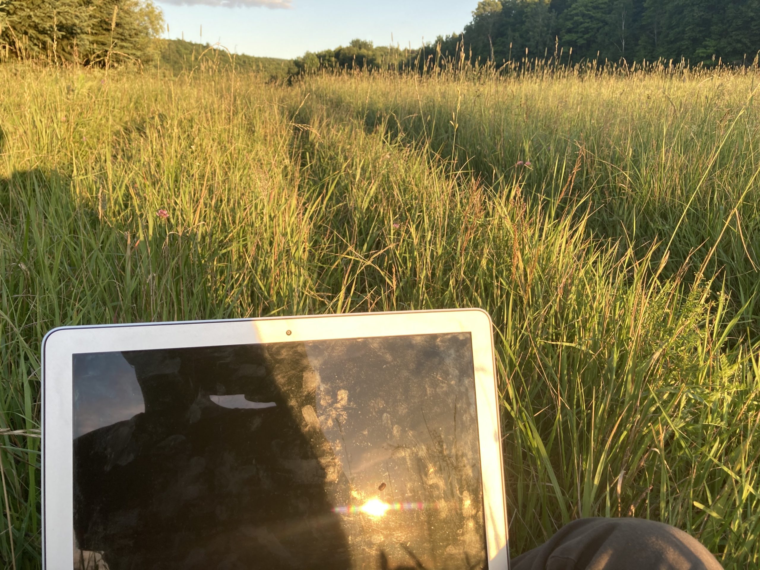 a field of tall grass at dusk with a blank laptop screen in the foreground